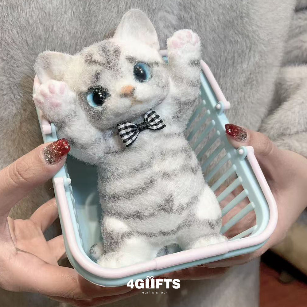 A12 Chubby Squishy American Shorthair Cat