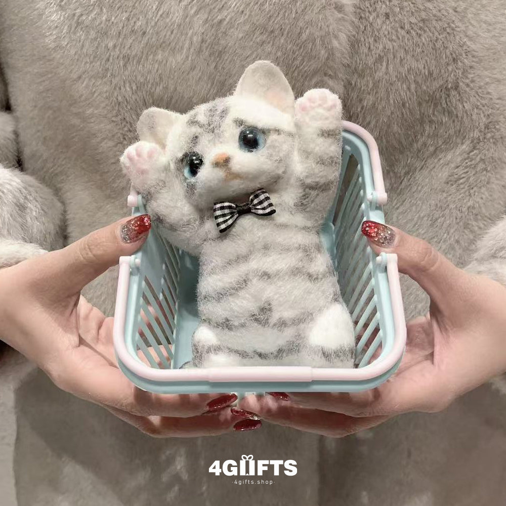A12 Chubby Squishy American Shorthair Cat